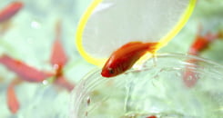 金魚袋(紐付き)